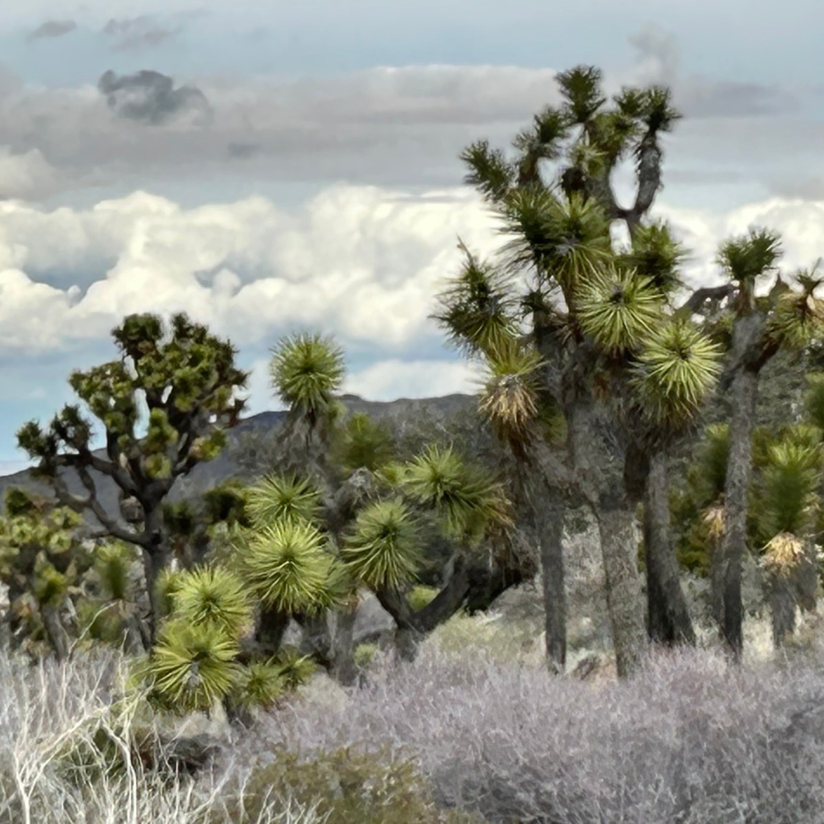 Joshua Tree National Park: Walk among the twisted, bristled&nbsp;yuccas
