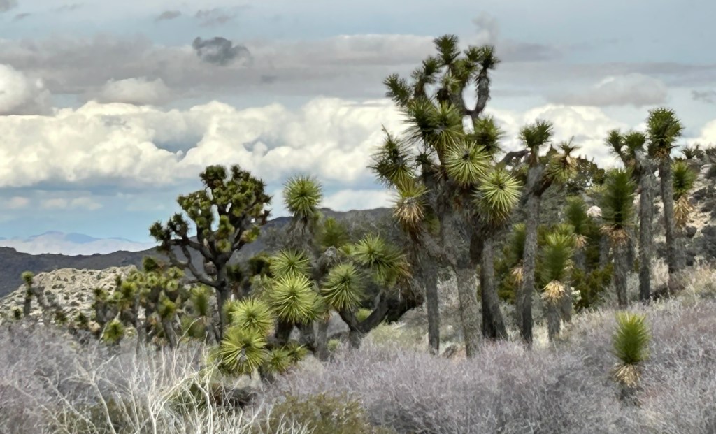 Joshua Tree National Park: Walk among the twisted, bristled&nbsp;yuccas